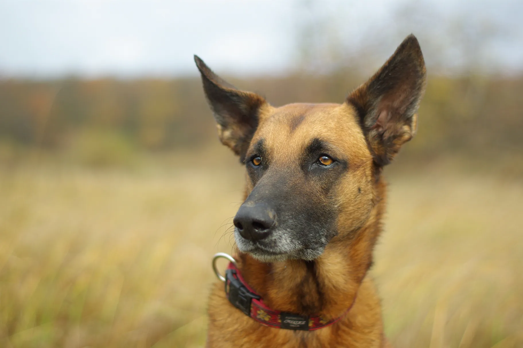 Belgian Malinois in tall grass