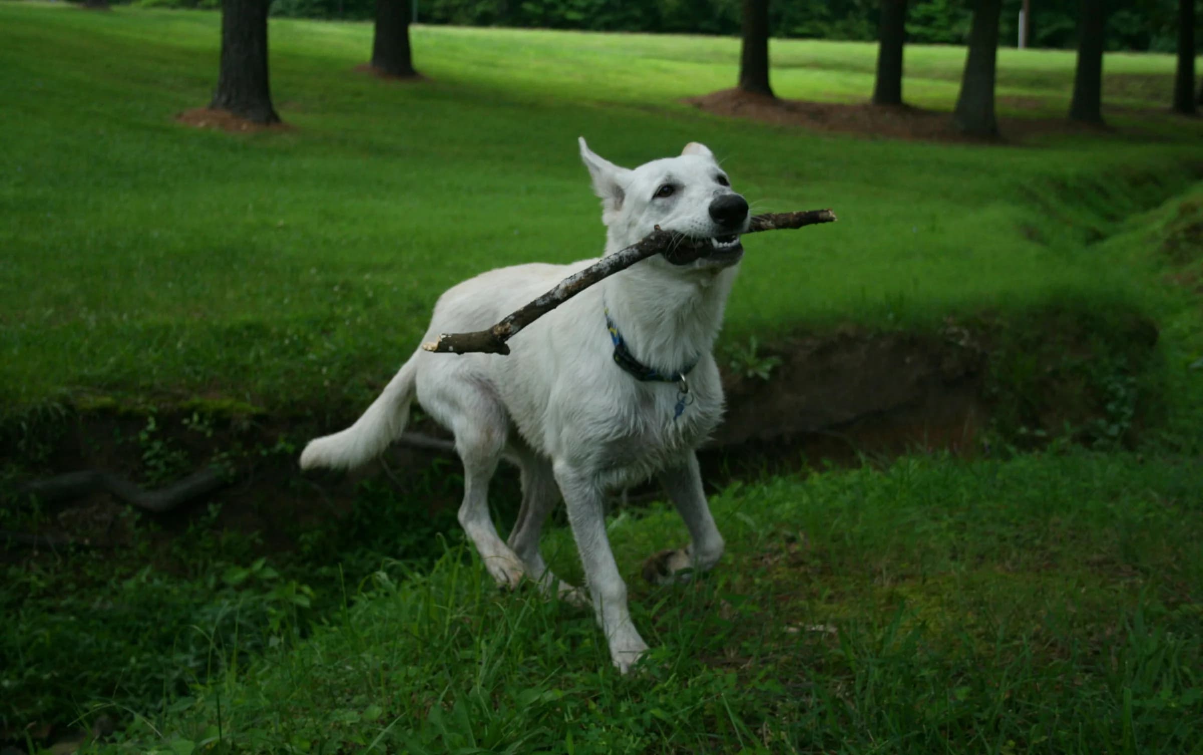 White shepherd puppy retrieving a stick